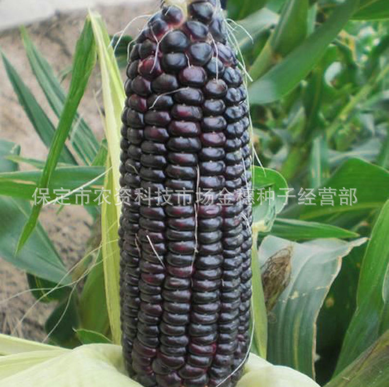 黑糯玉米种子