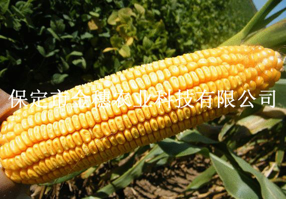 高产玉米种子