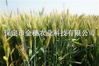 矮杆高产小麦种子