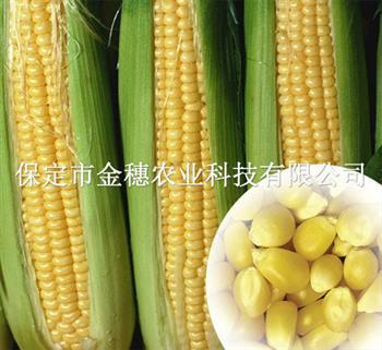 玉米割苗能增加产量吗？