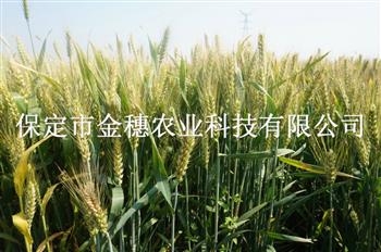 选择小麦种子的基本原则有哪些？
