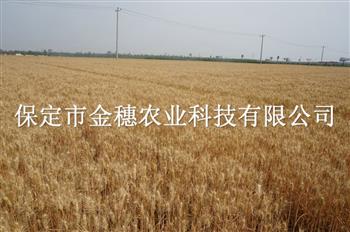 高产小麦的种子该如何挑选？