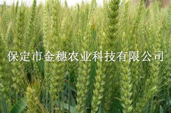 浅谈津强8——春小麦种子