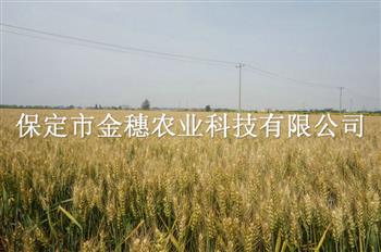 小麦种子品种这么多，种哪个？你真的会选吗？