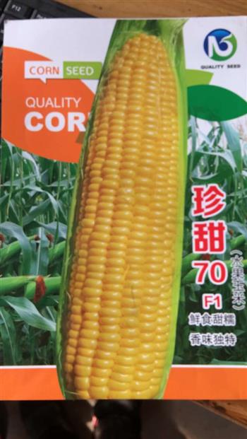 水果玉米种子和普通玉米的不同之处