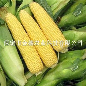 黄淮地区比较优良的玉米品种有哪些？