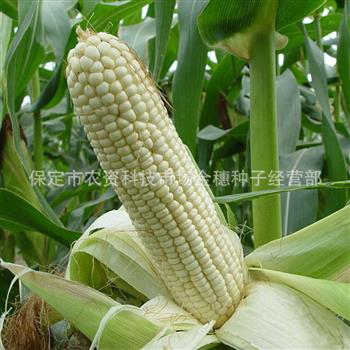 白糯玉米种子品种适合加工及鲜食