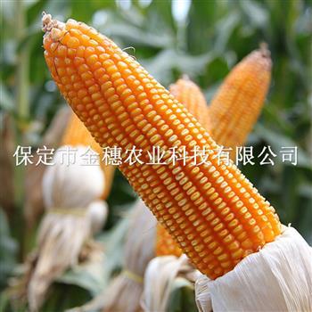 高产的玉米种子