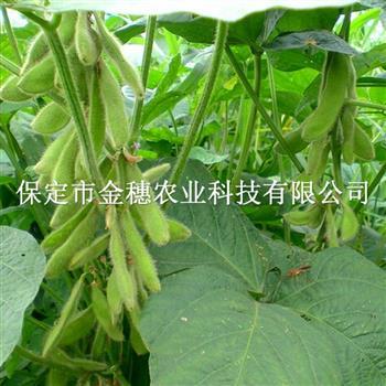 大豆种子“萌芽”过程
