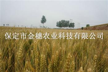 自留小麦种子跟商品种子的区别