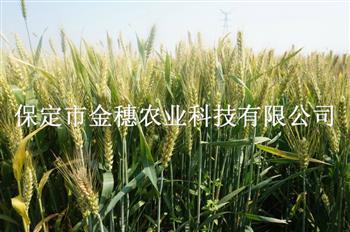 小麦的发展历程