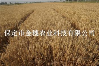 市场上的小麦种子形态万千，要如何辨别呢？