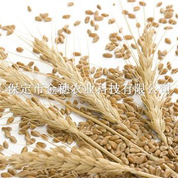 小麦种子水分的鉴别方法