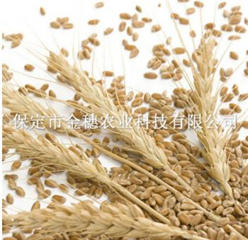 影响小麦种子高产的原因有哪些？