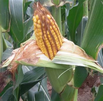 玉米苗期“这些事”遇到该怎么办？