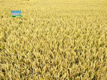 小麦种子存放时间的长短跟保存方法有关系！