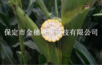 分享玉米种子的组成