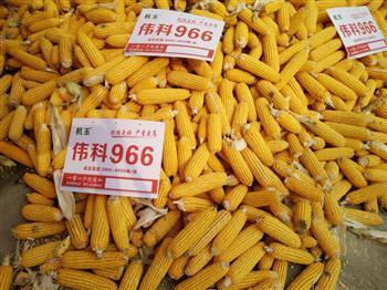 给伟科966—玉米种子的表现点赞！