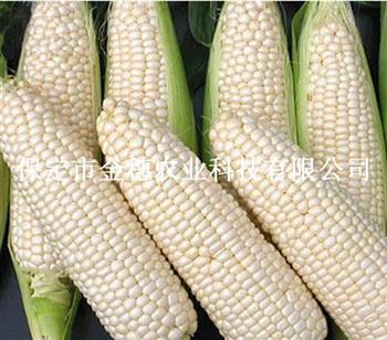白糯玉米种子的优势有哪些？