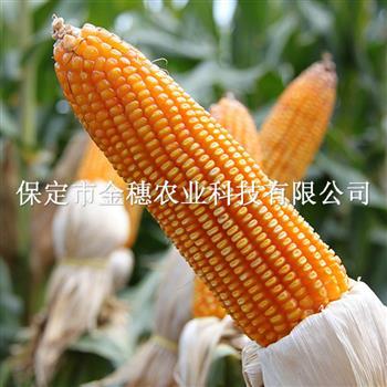 青贮玉米种子的种植技术