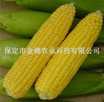 导致玉米矮小且发黄的原因有哪些？