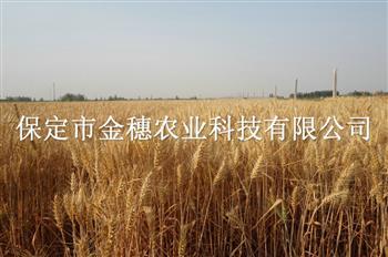 购买高产小麦种子的“四大注意”