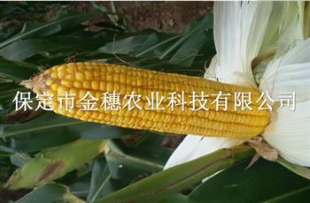 玉米种子批发厂家告诉你如何择种