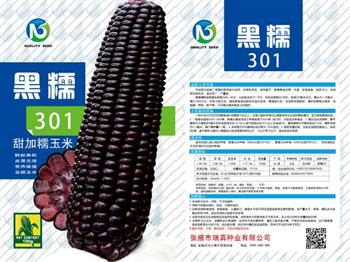 黑糯301水果玉米种子
