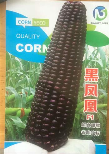 黑凤凰F1——水果玉米种子